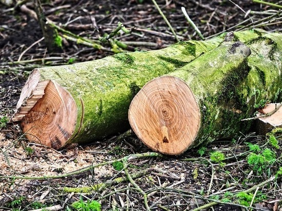 Более 120 деревьев снесут с улиц Петрозаводска