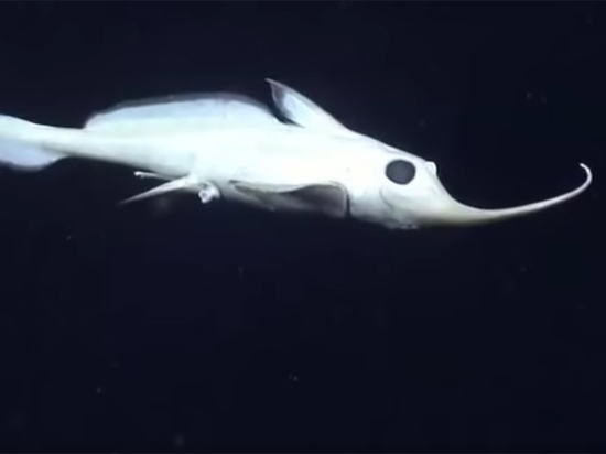 Глубоководная рыба- «призрак» попала на видео