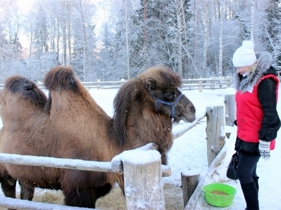 Школьники из Тверской области увидели покрытого снегом верблюда