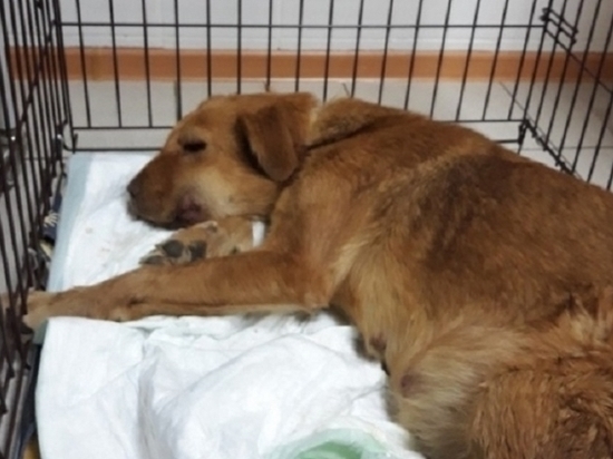 Собаку Дору с удавкой на шее спасли врачи из Волгограда