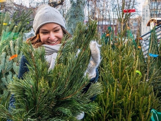 В этом году город открыл 70 точек по продаже новогодних деревьев