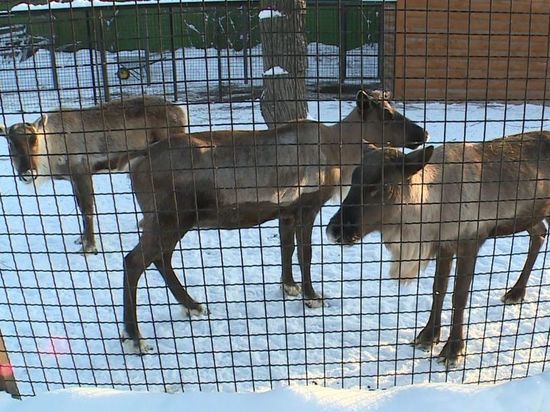В Ивановском зоопарке у олених появился жених из Великого Устюга