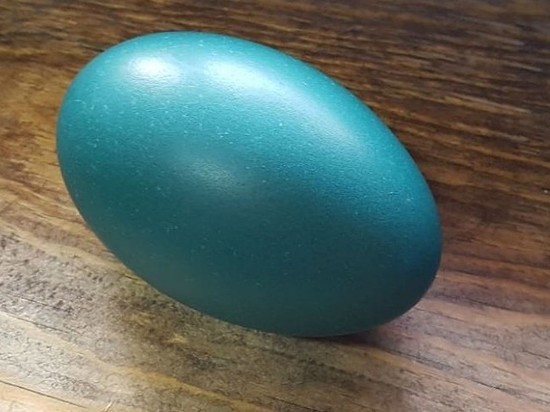 Кемеровский страус подарил иркутянам яйцо изумрудного цвета