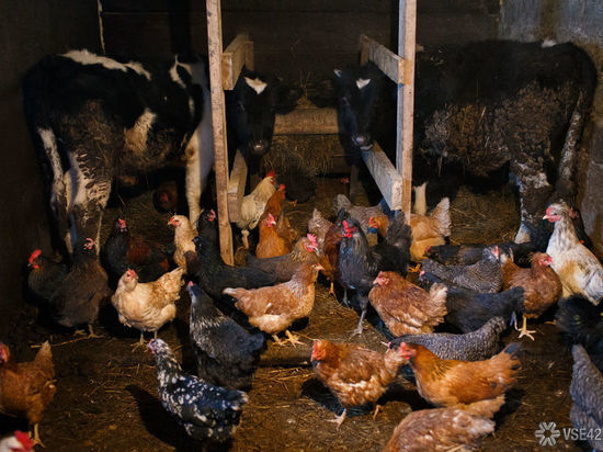 Птицефабрику уличили в порче сельхозземель в Кузбассе