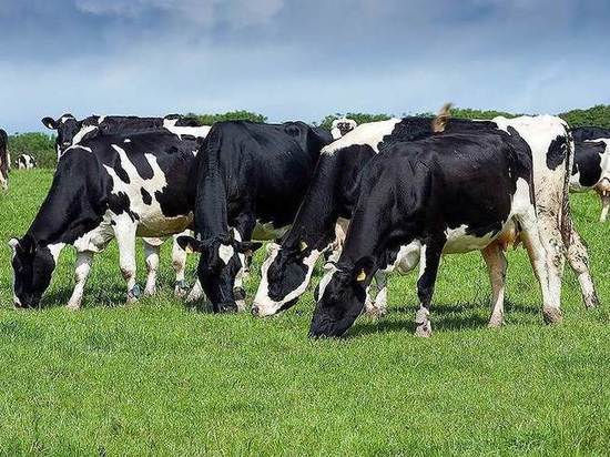 Ивановские коровы вывели регион в ТОП-20