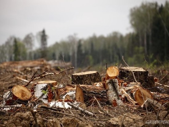 36 деревьев успел заготовить "черный лесоруб" в Тверской области