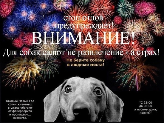 Ярославские волонтеры просят собаководов не отпускать своих питомцев с поводков в новогоднюю ночь