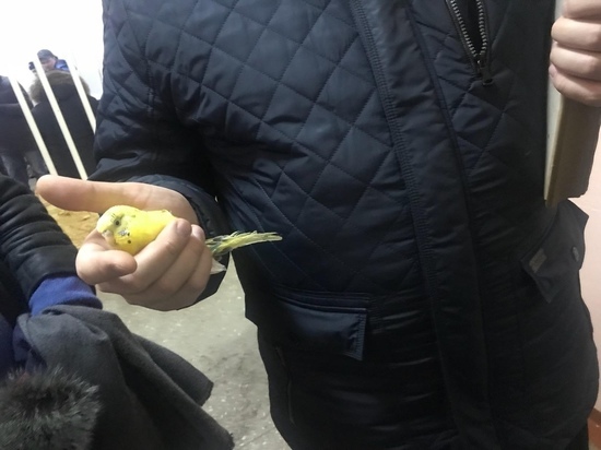 Живого попугая достали спасатели из-под обломков разрушенного подъезда в Магнитогорске