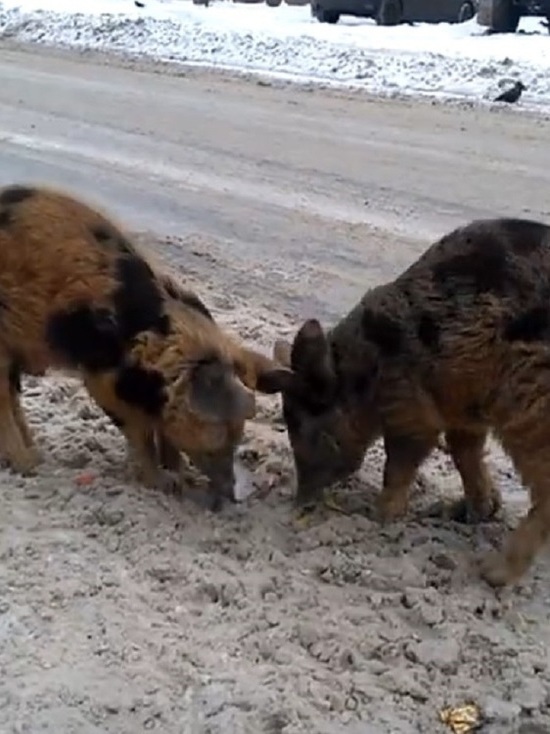 По улицам Ярославля бегают свиньи