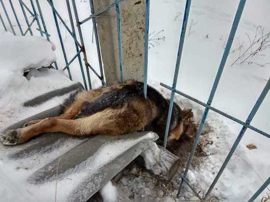 В Буинске спасатели вызволили застрявшую в заборе собаку
