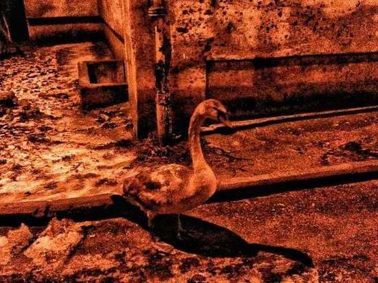 Калининградцы спасли лебедя, врезавшегося в стену дома