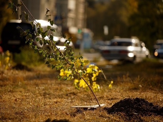 В Волгограде нужно менять старые деревья, считает эксперт
