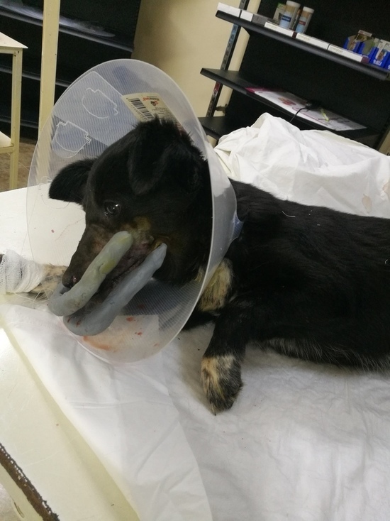 Под Волгоградом собаке Лиисе после операции нужны лекарства