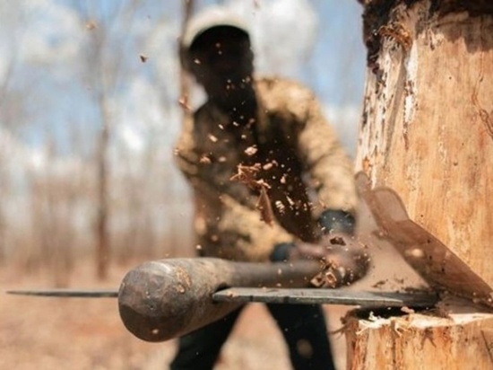 Двое жителей Лешуконского попали под суд за вырубку 68 деревьев