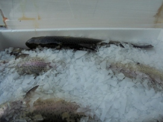 Смоленские таможенники отправили обратно в Белоруссию пять тонн рыбы
