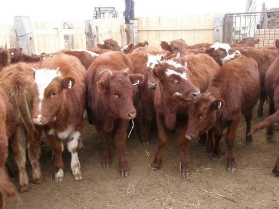 В Калмыкии похищено 149 голов арестованного скота