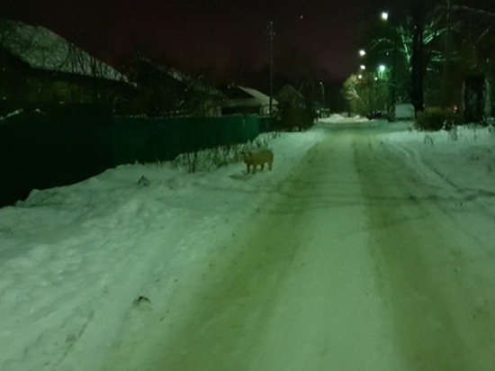 По улице Пирогова в Ярославле гуляет одинокий свин