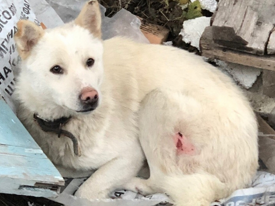 Просидевшего   все праздники в бетонной  яме пса спасли в Новороссийске