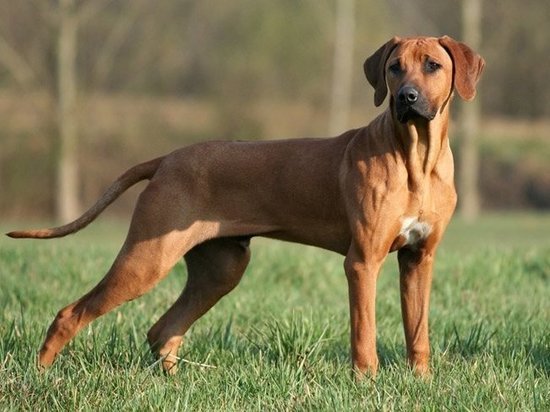 В Тверской области выкинутый щенок оказался собакой редкой породы