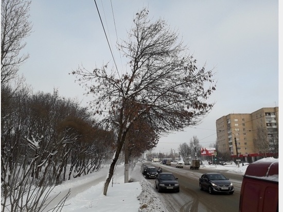В Смоленске на 25 сентября спилят старые и аварийные деревья