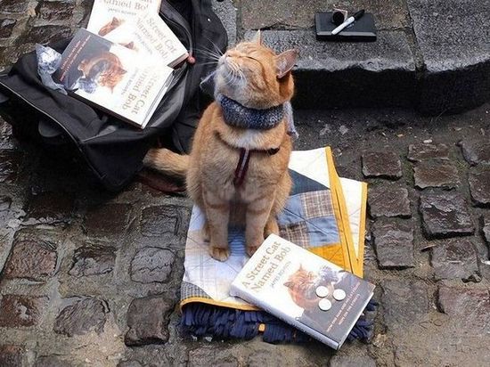 Книгу "Уличный кот по имени Боб" рекомендуют в школы Калуги