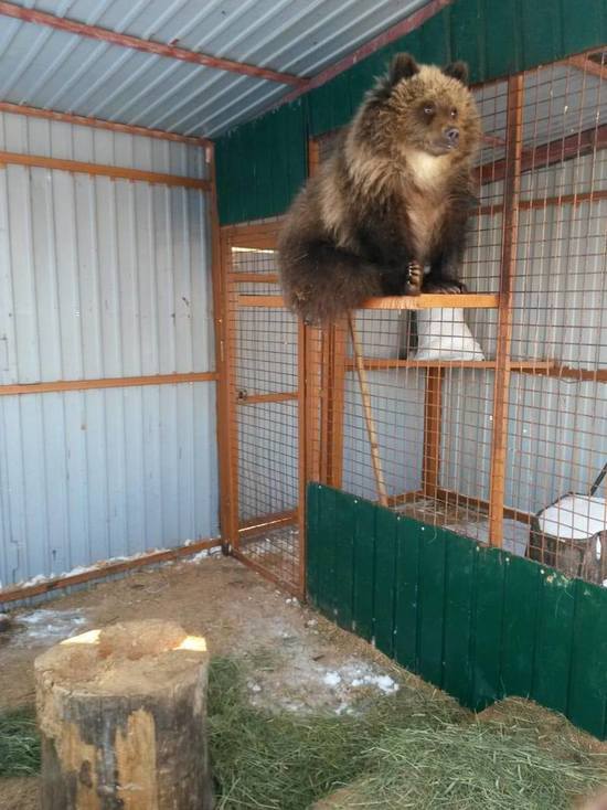 На Камчатке собрали деньги на доставку медвежонка-сироты в Калугу