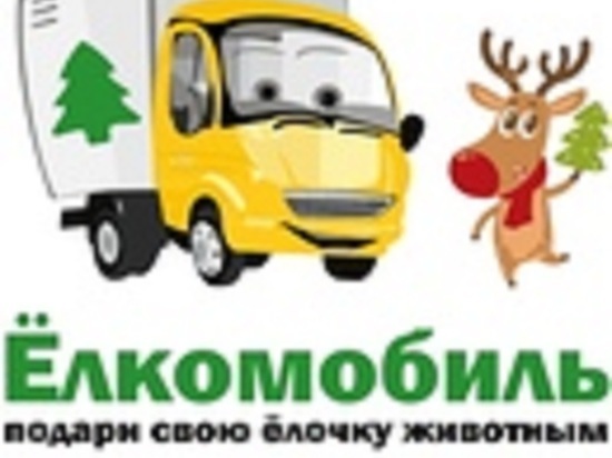Сдай елку, получи приз: в Ярославле за живые елки дают призы