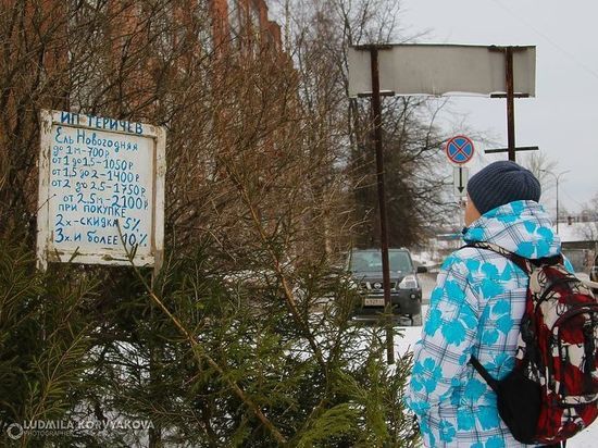 В Петрозаводске новогодние ёлки вместо помойки можно отнести на переработку