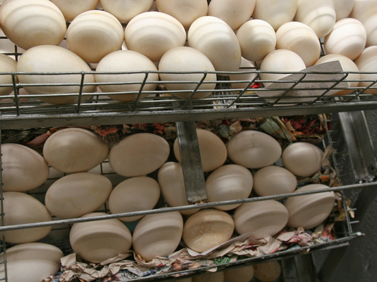 Свердловский губернатор пообещал сделать упаковку яиц в 12 штук