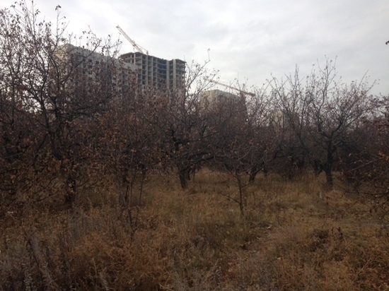 Скандал с яблоневыми садами в Воронеже близится к логическому завершению