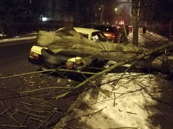 В Калининграде на машину рухнуло дерево