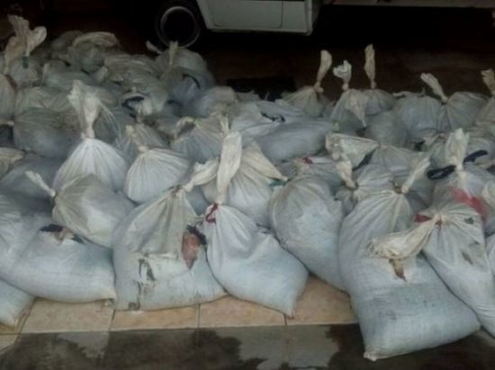 В Белгородской области задержали четыре тонны украинского мяса
