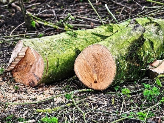 Зубарев: в Карелии незаконной вырубки деревьев меньше благодаря работе МВД