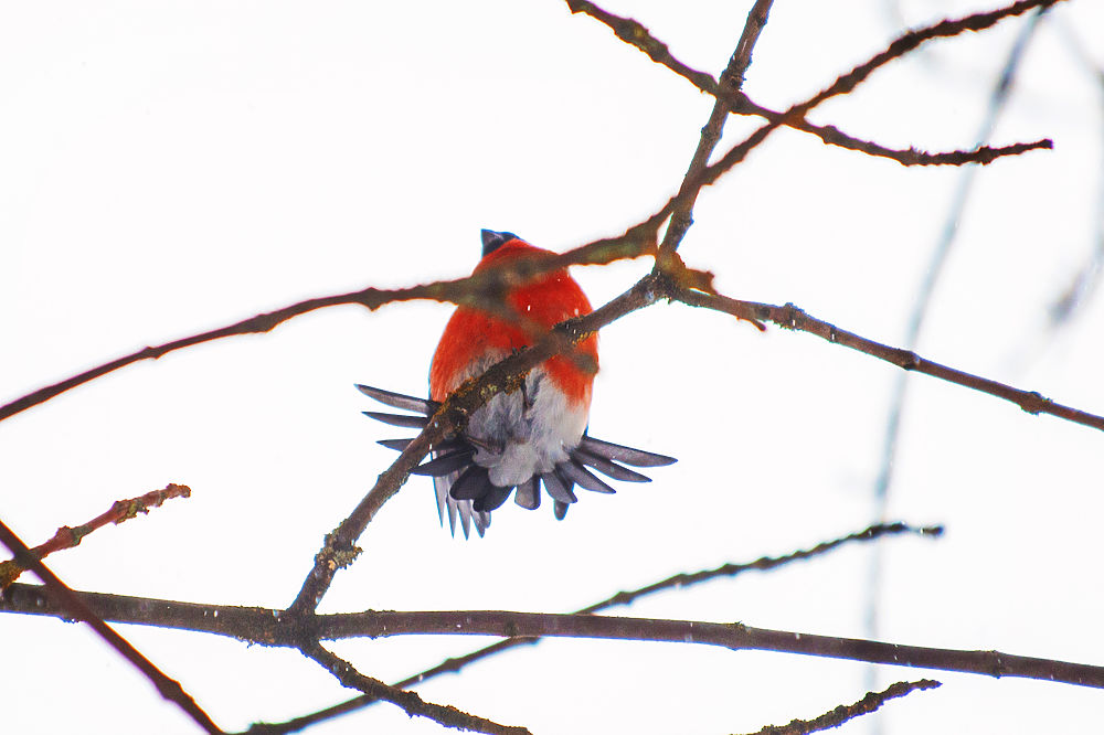 Снегири в Твери: зима обретает краски с прилётом этих птиц