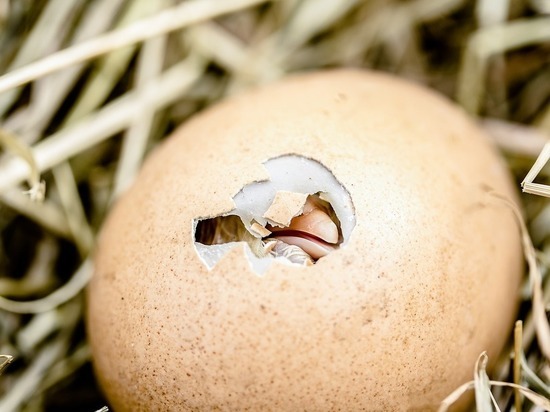 Яйцо-рекордсмен из Instagram "треснуло"