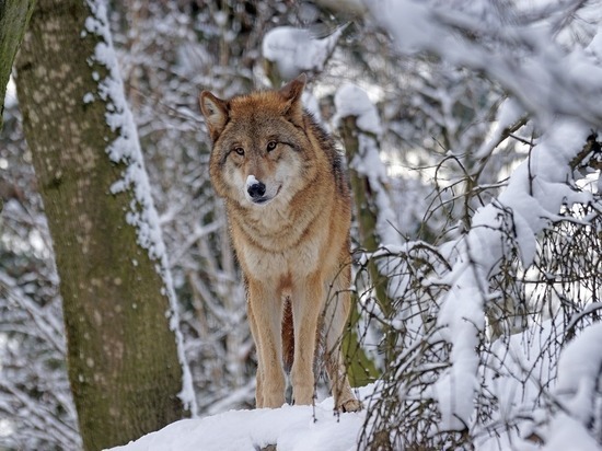 В Кировской области ликвидировали стаю особо крупных волков