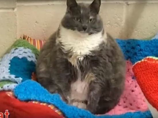 От самой толстой кошки Британии отказался четвертый хозяин
