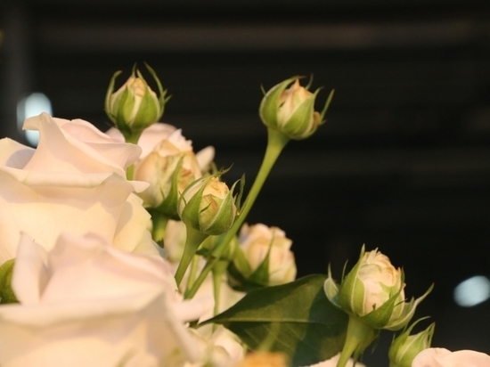 В Мордовии выращивают 40 видов роз