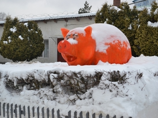 Огромная рыжая свинья появилась в калужской колонии