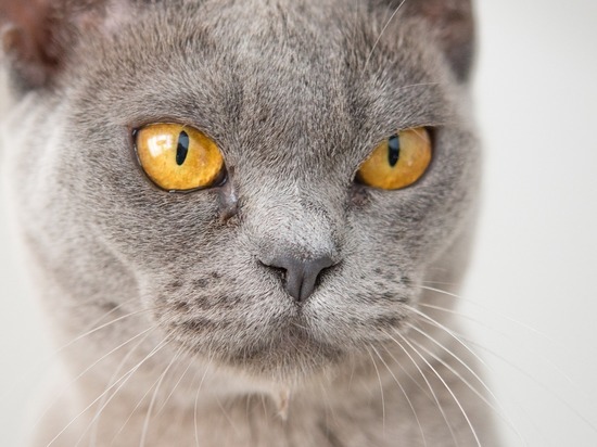 Кошки грубы с равнодушными людьми, выяснили зоологи из США