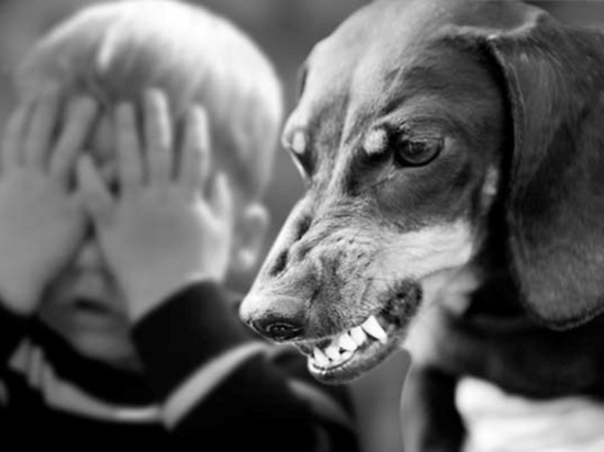  (18+) Трехлетнюю жительницу Оренбуржья собака укусила в лицо