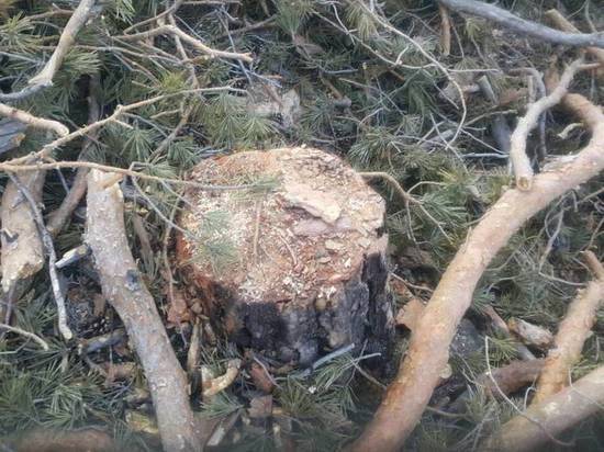 В Бурятии «черный» лесоруб нанес ущерб в 58 тыс.рублей