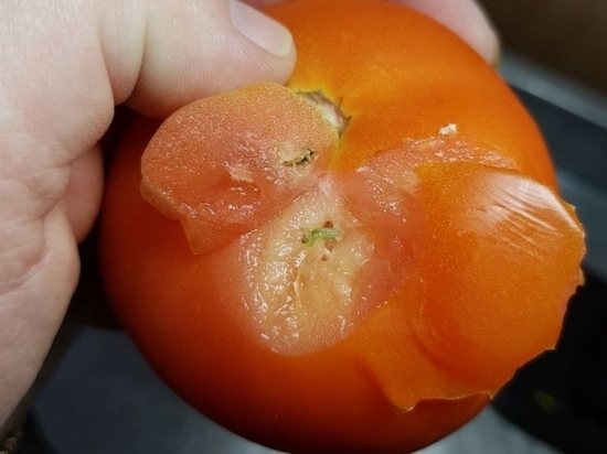 В порту Петербурга задержали томаты из Марокко