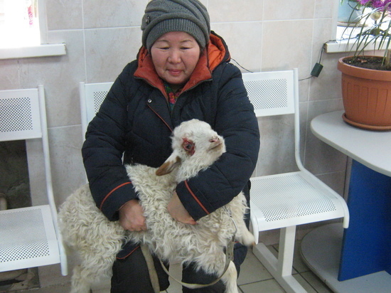 В Улан-Удэ ветеринары спасли овечку Декабрину
