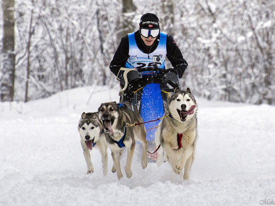 Ивановцы завоевали медали на этапе кубка Мира по езде на собаках