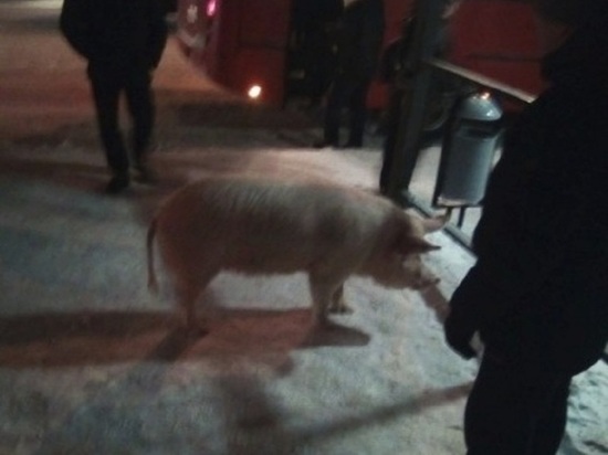 Во Фрунзенском районе Ярославля по улицам бегают свиньи