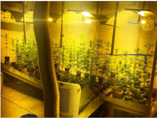 Калининградец у себя в гараже устроил оранжерею марихуаны