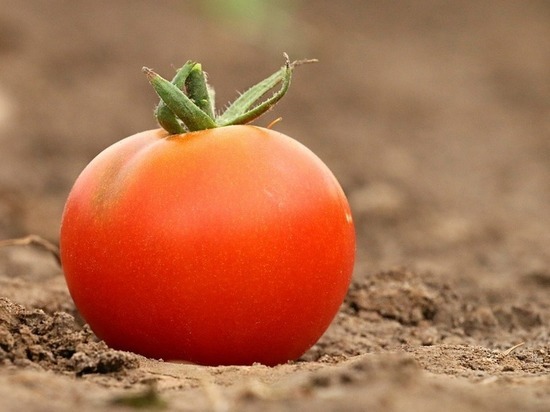 Почти 25 тонн томатов не попали на Кубань из-за моли