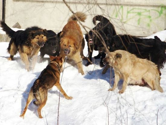 Стая агрессивных собак держит в страхе жителей Твери
