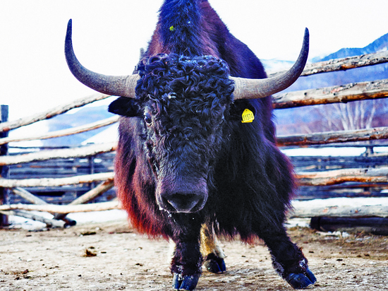 Чем живут и как работают животноводы самого отдаленного – Окинского района Бурятии